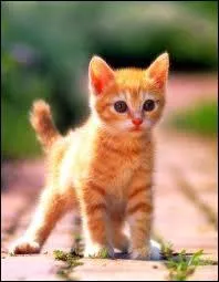 Le chat est souvent...