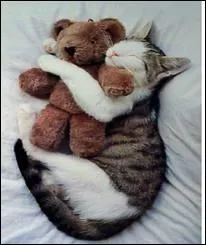 Le chat est aussi un animal trs...