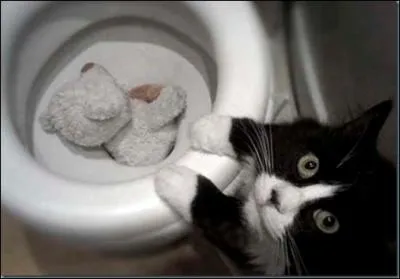 Mais o est donc pass mon ours en peluche ?