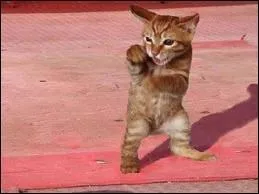 En effet, le chat est parfois...