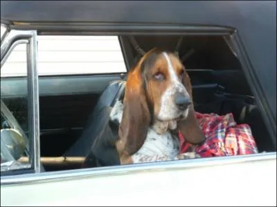 Comment s'appelle son chien ?