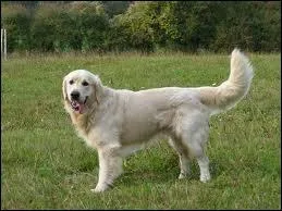 Quelle est la race de ce chien ?