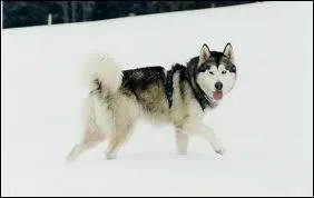 Quelle est la race de ce chien ?