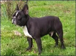 Quelle est la race de ce chien ?