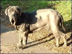 Quelle est la race de ce chien ?