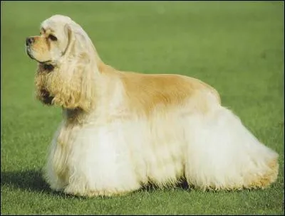 Quelle est la race de ce chien ?