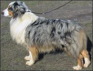 Quelle est la race de ce chien ?