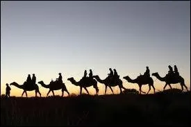 Compltez l'expression  --------------, la caravane passe  avec le bon animal