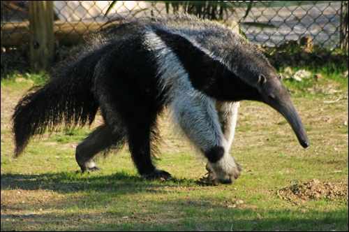 quel animal mange des fourmis