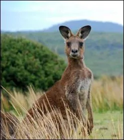 Quelle affirmation sur les kangourous est fausse ?