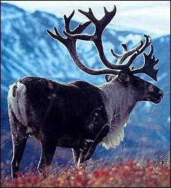 Quel est le nom de l'animal ci-contre ?