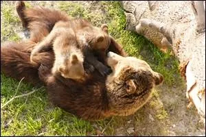 Quel est le plus gros ours ?