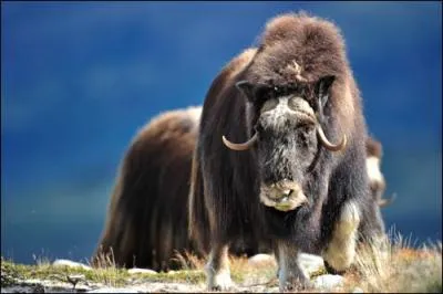 Que font les bufs musqus pour se dfendre de leurs prdateurs, notamment les loups ?