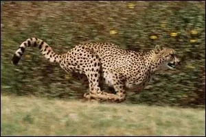 Si je vous dis que le gupard est le mammifre le plus rapide car il peut aller jusqu' 110 km/h sur 200  300 m, vous me dites :