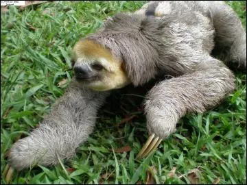 Combien le paresseux parcourt-il de mtres en une minute dans les arbres ?