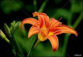 Pour les anniversaires, il est de coutume d'offrir un bouquet de fleurs, qu'avons-nous choisi ?