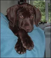 Cette dame a dja trois chiens, et adore les animaux, nous avons donc song  agrandir sa mnagerie, nous avons hsit  choisir ce chiot :