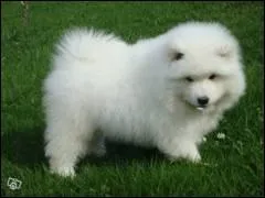 Ce bb tait adorable, mais nous ne l'avons pas retenu pour le lui offrir :