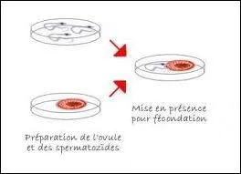 Combien de temps aprs la fcondation in vitro, l'embryon de quelques cellules est-il implant dans l'utrus de la maman ?