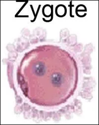 Il s'agit ici de retrouver l'ordre correct des diffrents stades de dveloppement de l'tre humain.