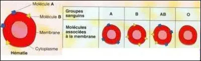 Les groupes sanguins sont au nombre de quatre (A, B, AB et O). A quel groupe pourrait appartenir l'enfant d'une femme du groupe A et d'un homme du groupe B ?