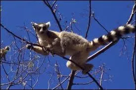 Un ami des animaux veut voir des lmuriens dans leur milieu naturel. Dans quel pays doit-il aller ?