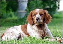 Quelle est cette race ?