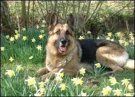 Quelle est cette race ?