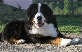 Quelle est cette race ?