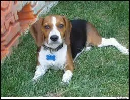 Quelle est cette race ?