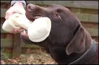 Contenir avec peine son impatience, c'est  Ronger ------- 