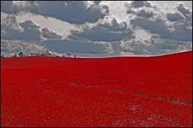 Le roman  L'herbe rouge  est paru en 1950. Qui l'a crit ?