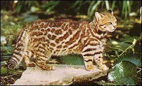 Quel est ce félin appelé aussi "chat des Pampas", vivant en Amérique du Sud et pesant entre 3 et 7 kg ?