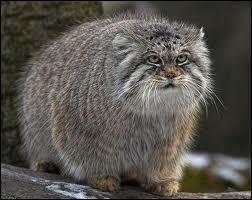 Quel est ce gros chat sauvage, très rare, appelé aussi "Chat de Pallas" ?