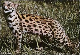 Quel est l'autre nom du "chat léopard" issu du croisement entre un chat et un léopard d'Asie ?