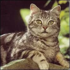 Quel est ce félin ?