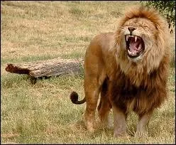 Vivant en Savane africaine, on le surnomme "le roi des animaux" :