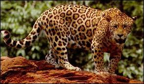 Plus grand que le léopard, il vit en Amérique centrale et Amérique du Sud :