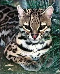 Quel est ce chat sauvage d'Amérique dont la fourrure ocellée lui permet de se fondre dans la forêt et pesant entre 9 et 13 kg ?