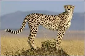 Quel est ce félin d'Afrique réputé pour sa rapidité et pouvant parcourir 70 à 100 km/h ?