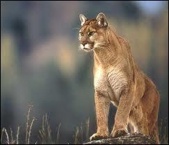 Quel est ce félin appelé aussi cougar ?