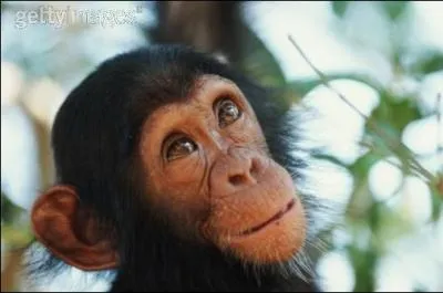 Moi j'adore les bananes ! Quel est cet animal ?