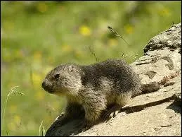 Quel est ce petit animal ?