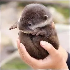 Quel est ce bébé ?