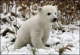 Quel est ce petit animal ?