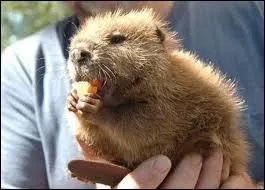 Quel est ce petit animal ?