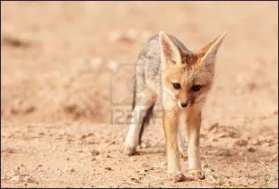 Quel est ce bébé canidé ?