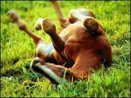 Comment s'appelle le petit du cheval ?