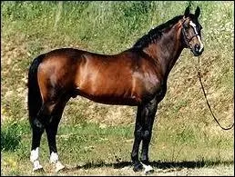 La race a t fonde en 1735 au haras de Celle, en Allemagne. Comment s'appelle-t-il ?