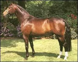 Cheval de selle, il est trs apprci dans les loisirs, en attelage et dans les disciplines sportives les plus varies. Il se nomme ... .